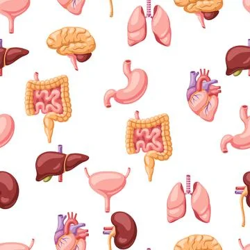 Seamless pattern with internal organs. Human body anatomy. Health care and Stock Illustration