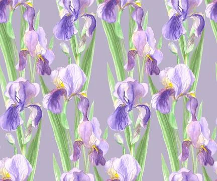 Seamless pattern of iris flowers painted in watercolor with purple flowers Stock Illustration