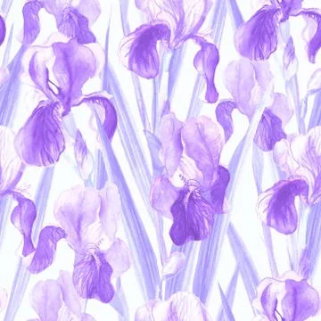Seamless pattern of iris flowers watercolor Illustrazione stock