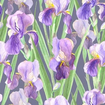 Seamless pattern of iris flowers watercolor Stock Illustration
