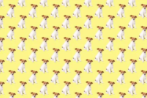 Seamless pattern with jack russell terrier dog on yellow background Stock Photos