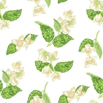 Seamless pattern with jasmine flowers in realistic graphic vector illustratio Stock Illustration