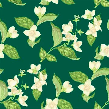 Seamless pattern with jasmine flowers in vector Stock Illustration