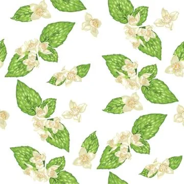 Seamless pattern with jasmine flowers in vector Stock Illustration