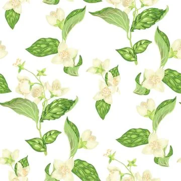 Seamless pattern with jasmine flowers in vector Stock Illustration