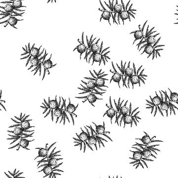 Seamless pattern juniper berry branch sketch hand drawn Illustrazione stock