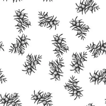 Seamless pattern juniper berry gin sketch hand drawn イラスト素材