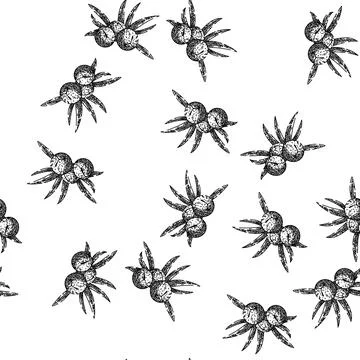 Seamless pattern juniper berry leaf sketch hand drawn Illustrazione stock