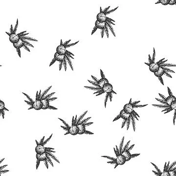 Seamless pattern juniper berry plant sketch hand drawn イラスト素材