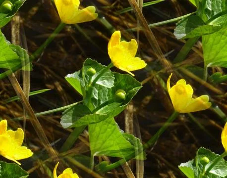 Seamless pattern with Kingcup or Marsh Marigold (Caltha palustris) in the swa Stock Photos