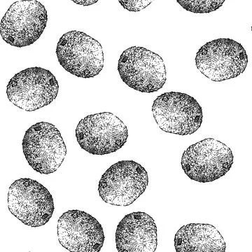 Seamless pattern kiwi fruit green sketch hand drawn Stock Illustration