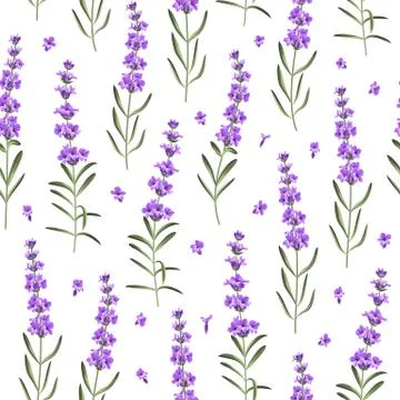 Seamless pattern of lavender flowers Stock Illustration
