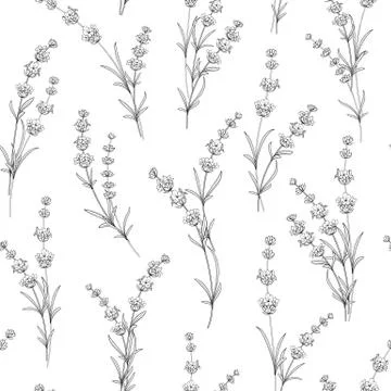 Seamless pattern of lavender flowers. 스톡 일러스트