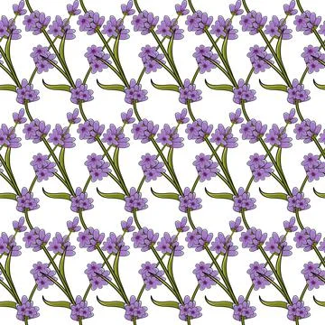 Seamless pattern with lavender sprigs. Vector floral background on white. Stock Illustration