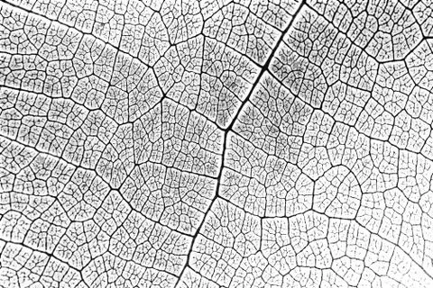 Seamless pattern of leaf texture in black and white Stock Illustration