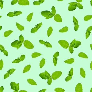Seamless pattern, leaves and sprigs of mint on a light green background. Stock Photos