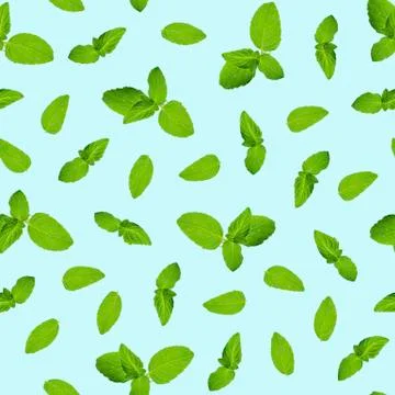 Seamless pattern, leaves and sprigs of mint on a light blue background. Top v Foto stock