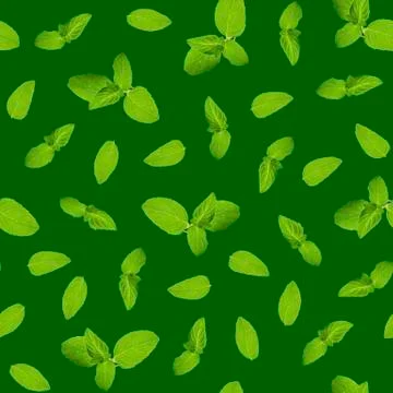 Seamless pattern, leaves and sprigs of mint on a dark green background. Top v Stock Photos