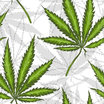 Seamless pattern with leaves of hemp Marijuana leaf. Stock Illustration