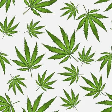 Seamless pattern with leaves of hemp Marijuana leaf. Cannabis plant background Stock Illustration