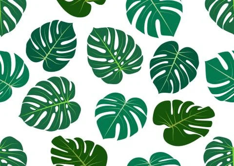 Seamless pattern of leaves Monstera isolated on white background. Stock Illustration