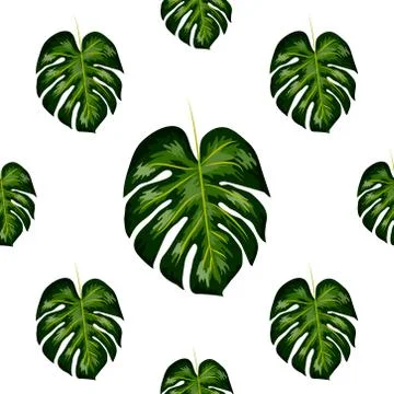 Seamless pattern of leaves monstera. Tropical leaves of palm tree. Vector bac Illustrazione stock