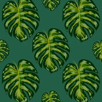 Seamless pattern of leaves monstera. Tropical leaves of palm tree. Vector bac 스톡 일러스트