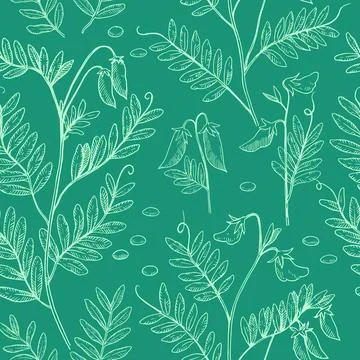 Seamless pattern with lentil plants, pods and beans. Hand-drawn detailed mo.. Stock Illustration