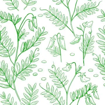 Seamless pattern with lentil plants, pods and beans. Hand-drawn detailed mo.. Illustrazione stock