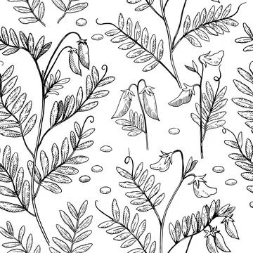 Seamless pattern with lentil plants, pods and beans. Hand-drawn detailed mo.. イラスト素材