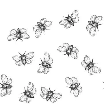 Seamless pattern lepidoptera night moth sketch hand drawn Stock Illustration