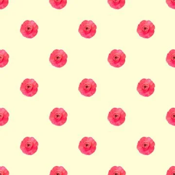 Seamless pattern light pink persian buttercup flowers Ranunculus Stock Photos