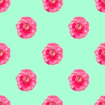 Seamless pattern light pink persian buttercup flowers Ranunculus Stock Photos