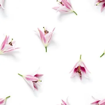 Seamless pattern of Lily flower bloom. Lily flowers over white background sea Fotos de archivo