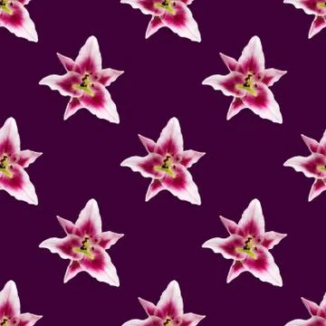 Seamless pattern of Lily flower bloom. Lily flowers over pink background seam Fotos de archivo