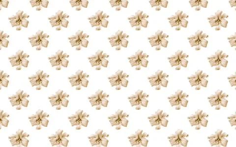 Seamless pattern of Lily flower bloom background Fotos de archivo