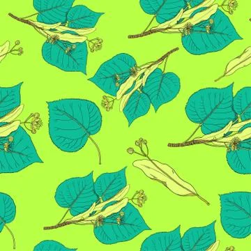 Seamless pattern with linden flowers and leaves. Vector background. Stock Illustration