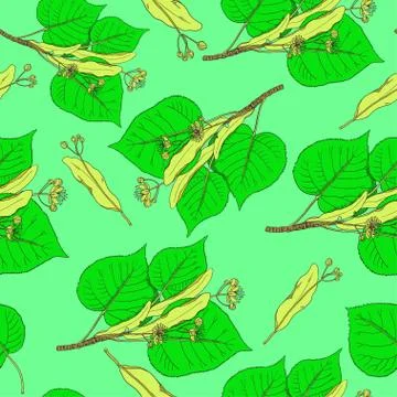 Seamless pattern with linden flowers and leaves. Vector background. Stock Illustration