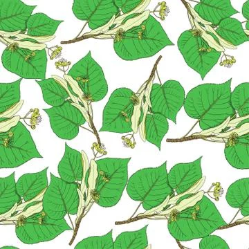 Seamless pattern with linden flowers and leaves. Vector background. Stock Illustration