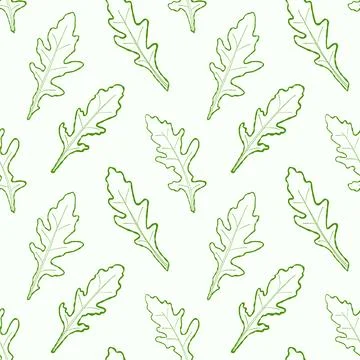 Seamless pattern line arugula. Vector painted. Illustration superfood on white b Stock Illustration