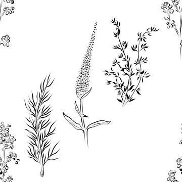 A seamless pattern of line drawings featuring a set of herbs. Minimalistic Stock Illustration
