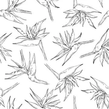 Seamless pattern of linear strelitzia collection. Vector exotic flowers of a Stock Illustration