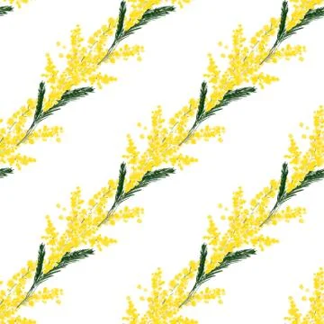 Seamless pattern with llustration a spring mimosa flower on a white background Stock Illustration