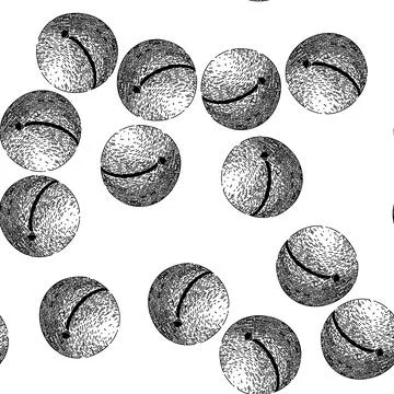 Seamless pattern macadamia nut oil sketch hand drawn Stock Illustration