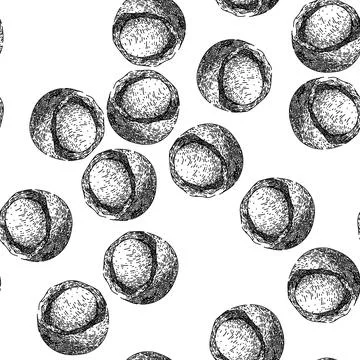 Seamless pattern macadamia nut raw sketch hand drawn Stock Illustration