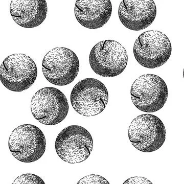 Seamless pattern macadamia nut sketch hand drawn Stock Illustration