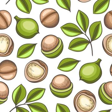 Seamless pattern with macadamia nuts. Stock Illustration