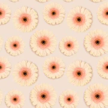 Seamless pattern made of gerbera flowers on a beige background. Stock Photos