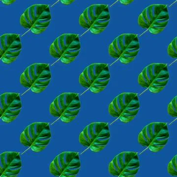 Seamless Pattern made with green monstera leaves over trendy classic blue col Stock Photos