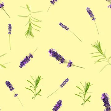 Seamless pattern made from lavendel flowers isolated on yellow. fresh blossom Stock Photos